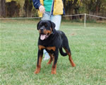 Rottweiler Puppies 6-9 month males: 0325 Muck Vom Blaurasen VP1-rated