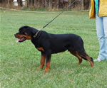 Rottweiler Puppies 6-9 month males: 0326 Muck Vom Blaurasen VP1-rated