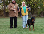 Rottweiler Puppies 6-9 month males: 0329 Muck Vom Blaurasen VP1-rated
