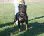 Rottweiler Males Open Class: 0020 Force Vom Waldbach V2-rated