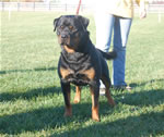 Rottweiler Males Open Class: 0022 Force Vom Waldbach V2-rated