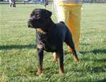 Rottweiler Males Open Class: 0027 Ozzy Agag SG-rated