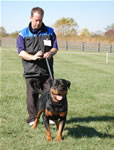 Rottweiler Males Sieger Class: 0175 Quaid Vom Hause Enzian V1 Rated Sieger