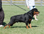 Rottweiler Males Sieger Class: 0179 Quaid Vom Hause Enzian V1 Rated Sieger