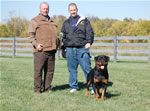 Rottweiler Males Sieger Class: 0182 Quaid Vom Hause Enzian V1 Rated Sieger