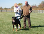 Rottweiler Males Sieger Class: 0187 Quincy Vom Plotzschgrund V2-rated