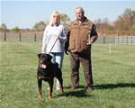 Rottweiler Males Sieger Class: 0188 Quincy Vom Plotzschgrund V2-rated