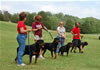 0168 Djuke Vom Vilstaler Land Stud Dog Class