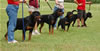 0169 Djuke Vom Vilstaler Land Stud Dog Class