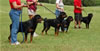 0170 Djuke Vom Vilstaler Land Stud Dog Class
