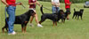 0171 Djuke Vom Vilstaler Land Stud Dog Class