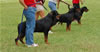 0175 Djuke Vom Vilstaler Land Stud Dog Class