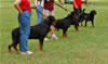 0176 Djuke Vom Vilstaler Land Stud Dog Class
