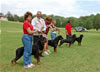 0180 Djuke Vom Vilstaler Land Stud Dog Class