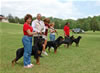 0181 Djuke Vom Vilstaler Land Stud Dog Class
