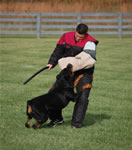 Chuck Wilson: 3203 Chubaka Vom Waldbach