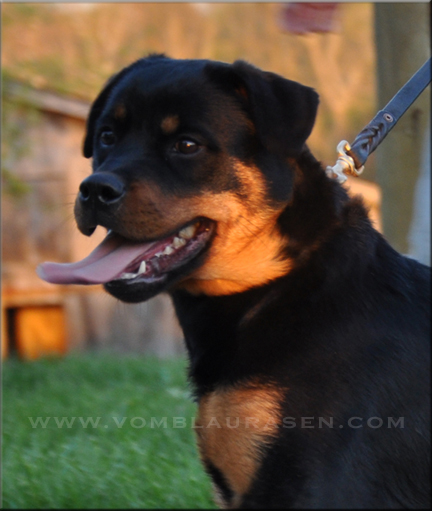 Zita vom Blaurasen  |  Sire: Muck vom Blaurasen  |  Dam: Oxana vom Blaurasen