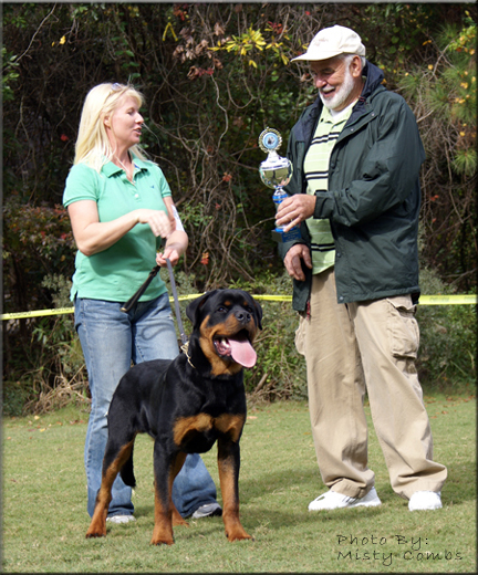 MUCK VOM BLAURASEN  |  Rottweilers  |  Sire: Flash vom Blaurasen   |  Dam: Jiny von Hause Sommer