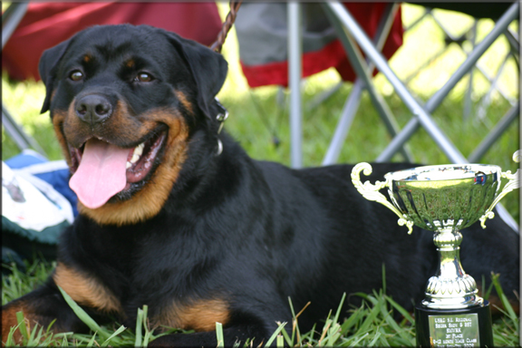 Arka von der Kuhlen Kante, male rottweiler
