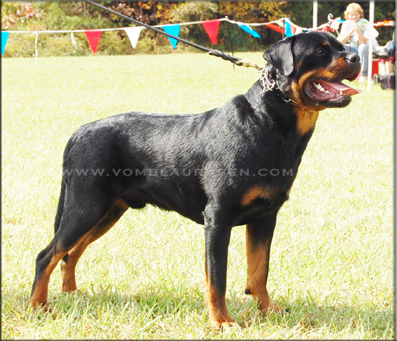 Arka von der Kuhlen Kante  |  Sire: Kayara Flash vom Blaurasen  |  Dam:  Ramona von Herrschaft