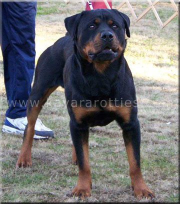USRC SE REG Youth Sieger '06 V1, Edg vom Kayara, rottweilers