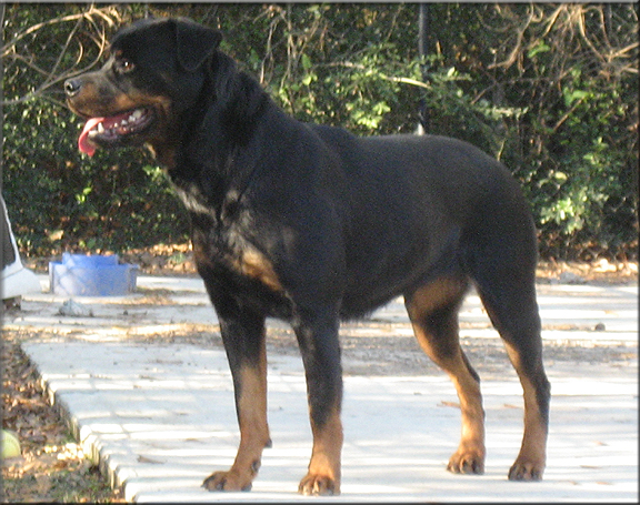 Izzi vom Blaurasen, female rottweilers