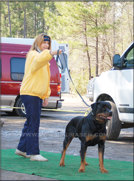 Iggy vom Blaurasen, rottweiler stud dogs