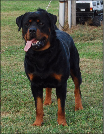 Lancelot vom Blaurasen   |    |  rottweilers  |   Sire: Quincy vom Plotzschgrund  |   Dam: Meggi von Herrschaft