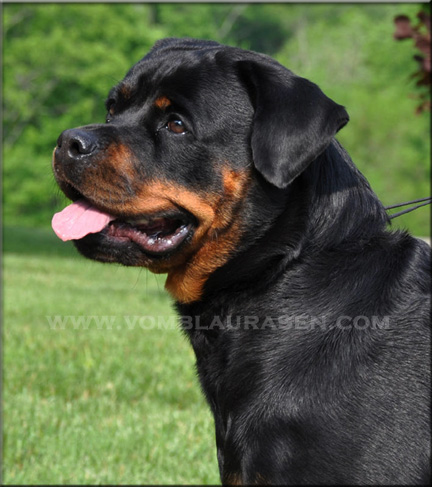 Palin vom Blaurasen, female rottweilers