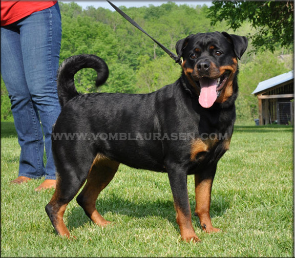 Palin vom Blaurasen, female rottweilers