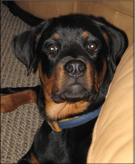 Palin vom Blaurasen, female rottweiler