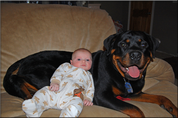 Panzer vom Blaurasen, rottweiler males