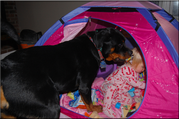 Panzer vom Blaurasen, rottweilers