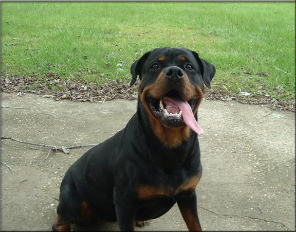 Reena vom Blaurasen, rottweiler female