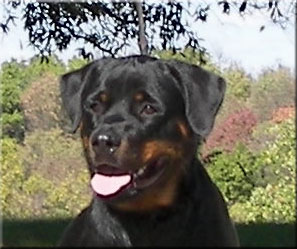 Imarotti vom Blaurasen  |  rottweilers