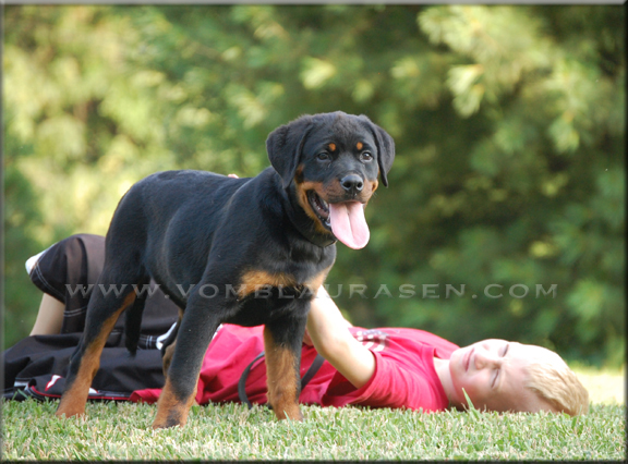 MARA VOM BLAURASEN Sire: Flash vom Blaurasen Dam: Jiny von Hause Sommer
